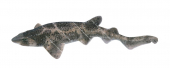 Swimming Draughtboard Shark,Cephaloscyllium laticeps.High Res marine image by R.Swainston,Animafish