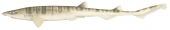 Northern Sawtail Shark,Figaro striatus|High quality scientific illustration by Roger Swainston,Animafish