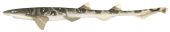 Sawtail Shark,Figaro boardmani,Roger Swainston,Animafish