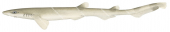 Slender Sawtail Shark,Galeus gracilis,Roger Swainston,Animafish