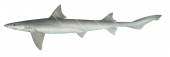 Barbelled Houndshark,Leptocharias smithii,Roger Swainston,Animafish 