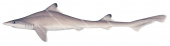 Longnosed Houndshark,Iago garricki,Roger Swainston,Animafish