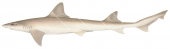 Grey Gummy Shark,Mustelus ravidus,Roger Swainston,Animafish