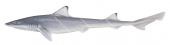 Eastern Spotted Gummy Shark,Mustelus walkeri,High quality illustration by R.Swainston,Animafish