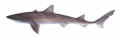 Gummy Shark,Mustelus antarcticus,High quality illustration by R.Swainston,Animafish 