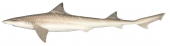Western Spotted Gummy Shark,Mustelus stevensi,High quality illustration by R.Swainston,Animafish