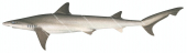 Pencil Shark1,Hypogaleus hyugaensis,High quality illustration by R.Swainston,Animafish
