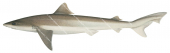 School Shark,Galeorhinus galeus,High quality illustration by R.Swainston,Animafish