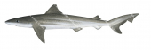 School Shark2,Galeorhinus galeus,High quality illustration by R.Swainston,Animafish