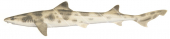 Whiskery Shark1,Furgaleus macki,High quality illustration by R.Swainston,Animafish