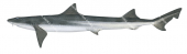 Whiskery Shark2,Furgaleus macki,High quality illustration by R.Swainston,Animafish