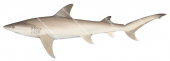 Fossil Shark1,Hemipristis elongata,High quality illustration by R.Swainston,Animafish