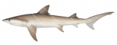Fossil Shark-2,Hemipristis elongata,High quality illustration by R.Swainston,animafis
