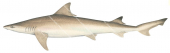 Weasel Shark,Hemigaleus microstoma,High quality illustration by R.Swainston,Animafish