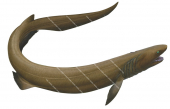 Swimming Frill Shark,Chlamydoselachus anguineus,High quality illustration by R.Swainston