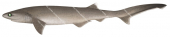 Bigeye Sixgill Shark,Hexanchus nakamurai,High quality illustration by R.Swainston