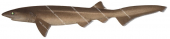 Bluntnose Sixgill Shark-1,Hexanchus griseus,Scientific illustration by Roger Swainston