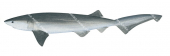 Bluntnose Sixgill Shark-2,Hexanchus griseus,Scientific illustration by Roger Swainston