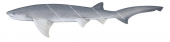 Broadnose Sevengill Shark-2,Notorynchus cepedianus,Scientific illustration by Roger Swainston