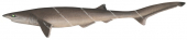 Sharpnose Sevengill Shark,Heptranchias perlo,Scientific illustration by Roger Swainston