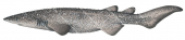 Juvenile Bramble Shark,Echinorhinus brucus,Echinorhinus brucus,Roger Swainston,Animafish
