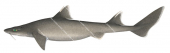 Mandarin Shark,Cirrhigaleus australis,Scientific illustration by Roger Swainston