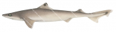 Dogfish,Endeavour,Centrophorus moluccensis,quality illustration by R.Swainston