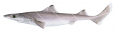 Western Gulper Shark,Centrophorus westraliensis,Scientific illustration by Roger Swainston