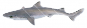 Swimming Western Gulper Shark,Western,Centrophorus westraliensis,illustration by R.Swainston