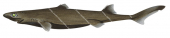 Blackbelly Lanternshark-2,Etmopterus lucifer,top quality illustration by Roger Swainston,Animafish