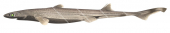 Lined Lanternshark,Etmopterus dislineatus,Roger Swainston,Animafish