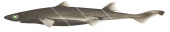 ShortTail Lanternshark,Etmopterus brachyurus,Roger Swainston,Animafish