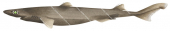 Slender Lanternshark,Etmopterus bigelowi,Roger Swainston,Animafish