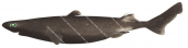 Southern Lanternshark,Etmopterus baxteri by Roger Swainston,Animafish
