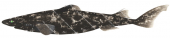 Bareskin Dogfish,Centroscyllium kamoharai,High quality illustration by R.Swainston
