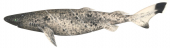 Whitetail Dogfish,Scymnodalatias albicauda,Roger Swainston,Animafish