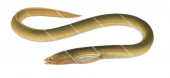 Common Worm Eel,Moringua microchir,High quality illustration by Roger Swainston