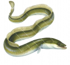 European Eel,Anguilla anguilla,High quality illustration by R.Swainston