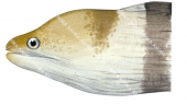 Banded Moray,Gymnothorax rueppelliae,High quality illustration by Roger Swainston
