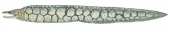 Mosaic Moray-2,Enchelycore ramosa,High quality illustration by Roger Swainston