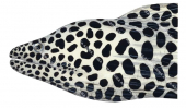 Tesselate Moray,Gymnothorax favagineus,High quality illustration by Roger Swainston
