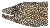 Whitemouth Moray,Gymnothorax meleagris,High quality illustration by Roger Swainston