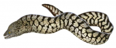Y-Patterned Moray,Gymnothorax berndti,High quality illustration by Roger Swainston