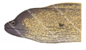 Head of the Yellowmargin Moray,Gymnothorax flavimarginatus,High quality illustration by Roger Swainston