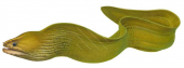 Adult Green Moray,Gymnothorax prasinus,High quality illustration by R.Swainston