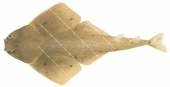Western Angelshark,Squatina pseudocellata,High quality illustration by Roger Swainston