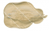 Coffin Ray3,Hypnos monopterygium,High quality illustration by Roger Swainston