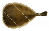 Blind Numbfish,Typhlonarke arysoni,Scientific fish illustration by Roger Swainston