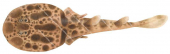 Ornate Numbfish,Narcine ornata,High quality illustration by Roger Swainston