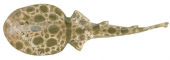 Ornate Numbfish-2,Narcine ornata,High quality illustration by Roger Swainston